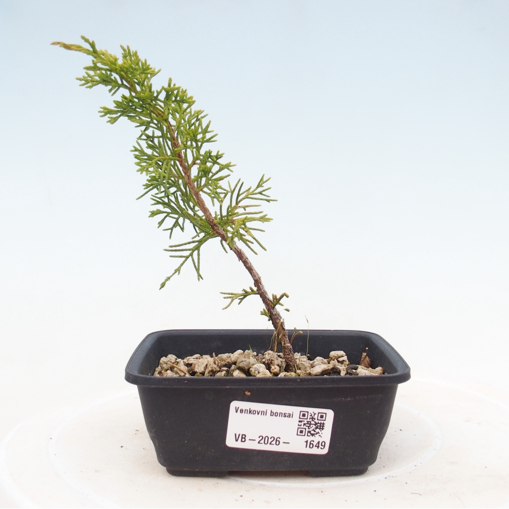 Vonkajší bonsaj - Juniperus chinensis Itoigawa