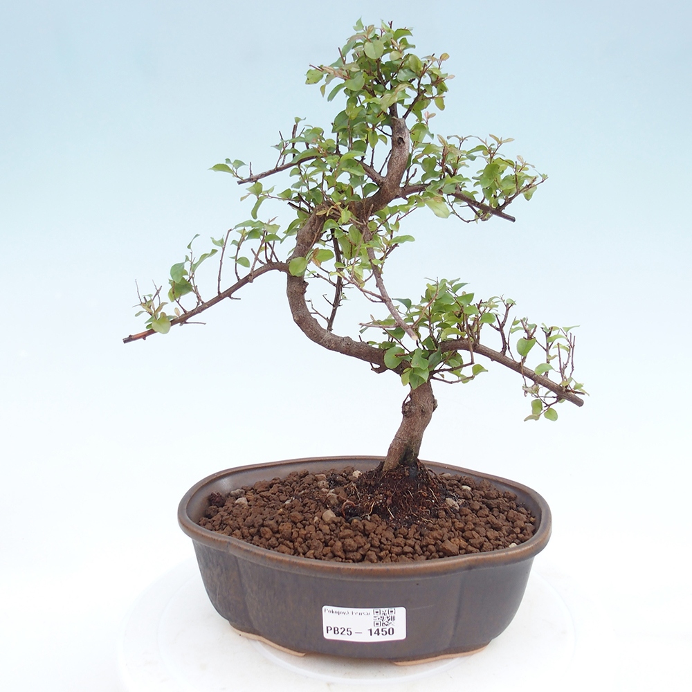 Izbová bonsai - Sagerécia thea - Sagerécia thea