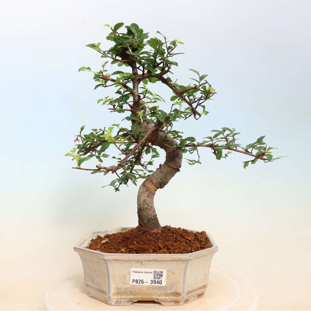 Izbový bonsaj - Ulmus parvifolia - brest malolistý