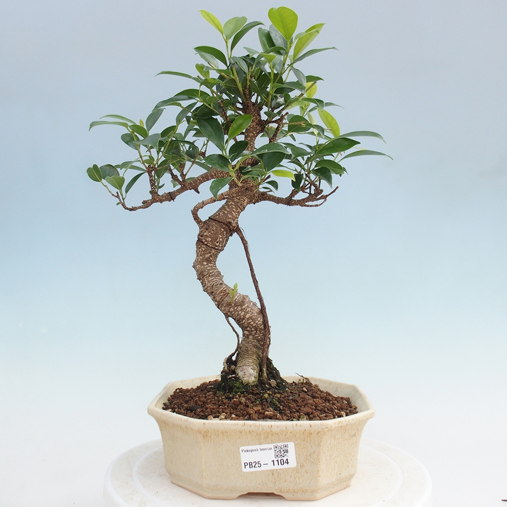 Izbová bonsai - Ficus retusa - malolistá fikus
