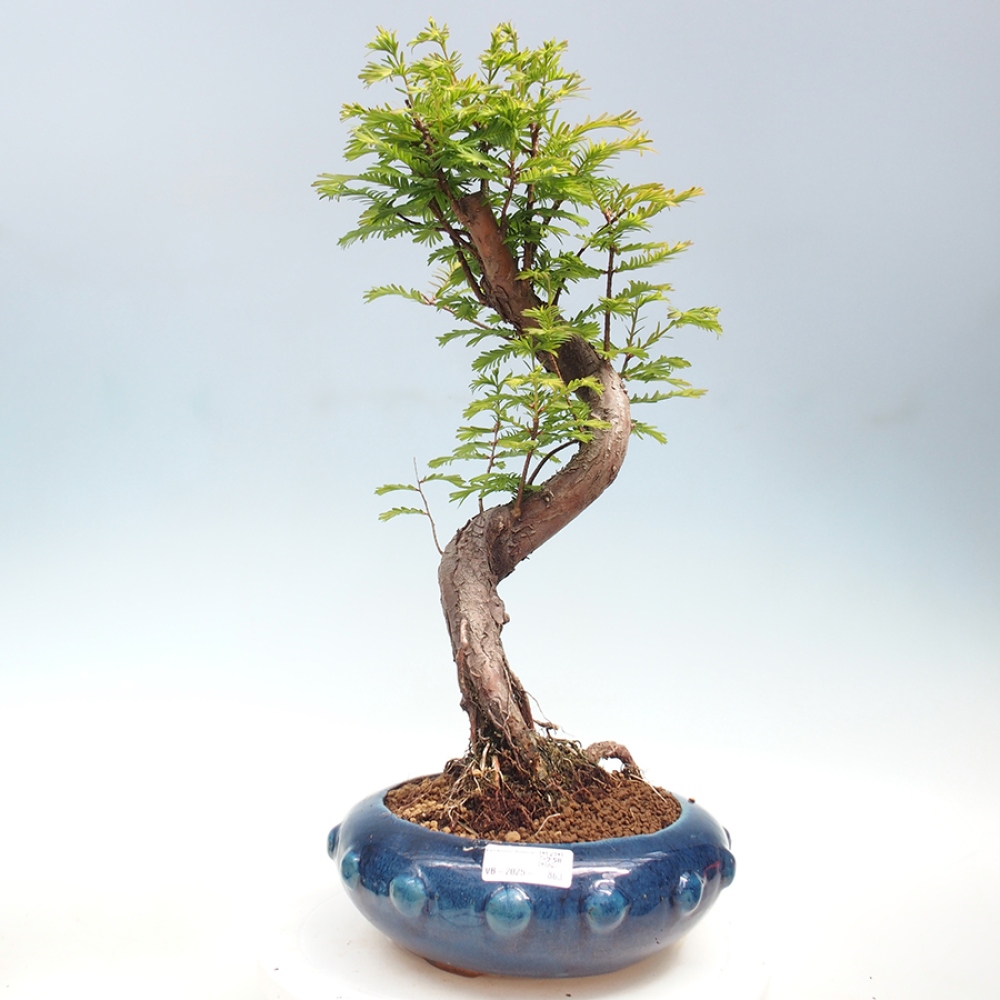 Vonkajšie bonsai - Metasequoia glyptostroboides - Metasekvoja Čínska