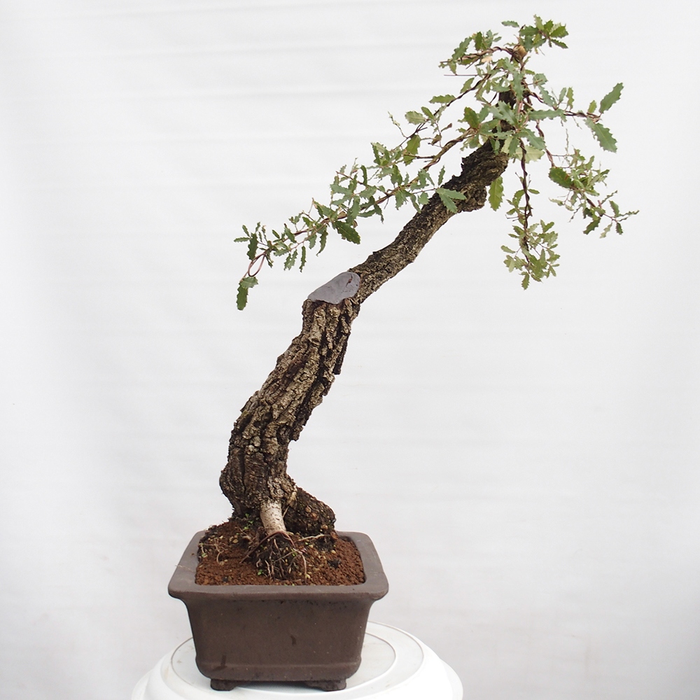Yamadori - Quercus Ilex -Dub cezmínovitý