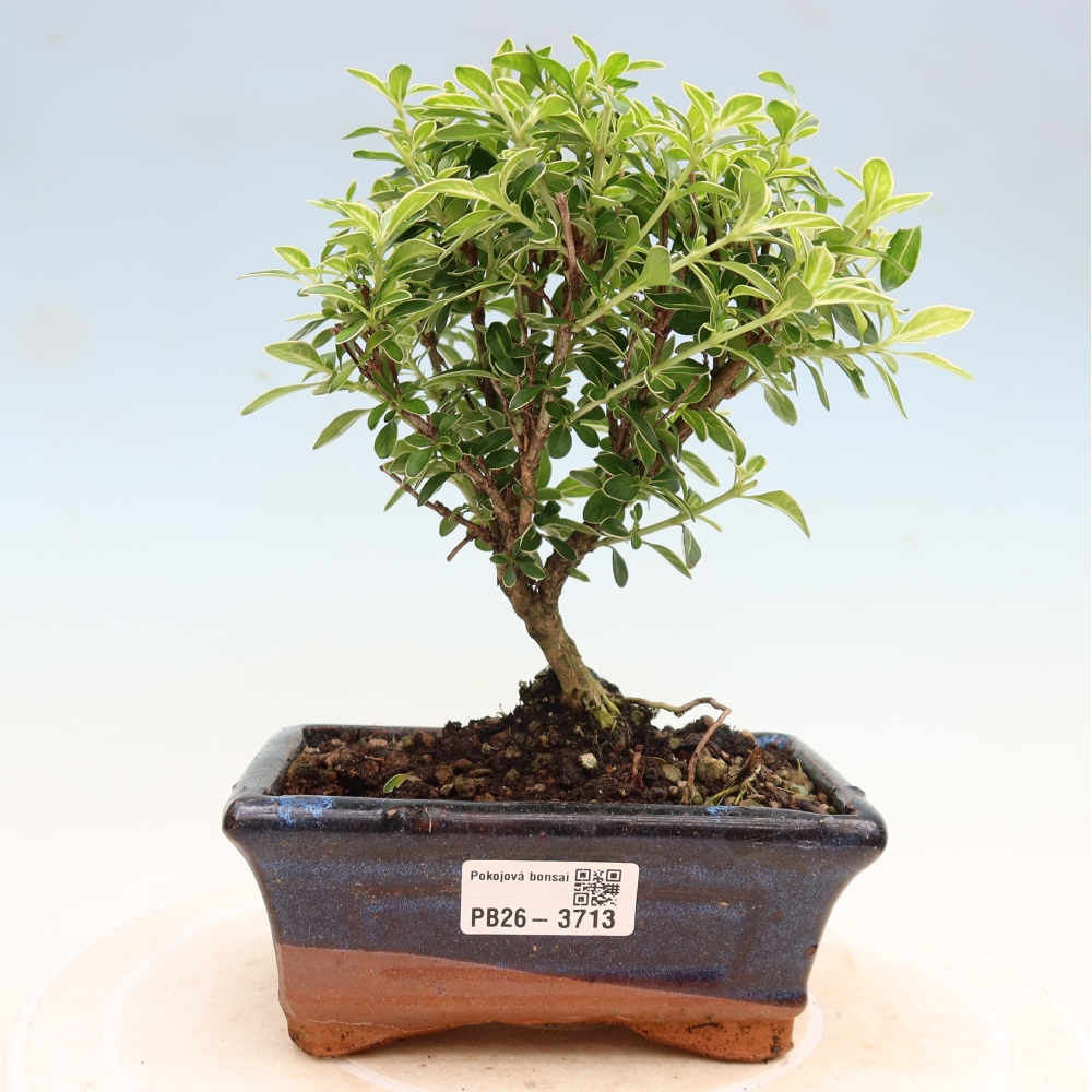 Izba bonsai – Serissa foetida Variegata – Strom tisíc hviezd