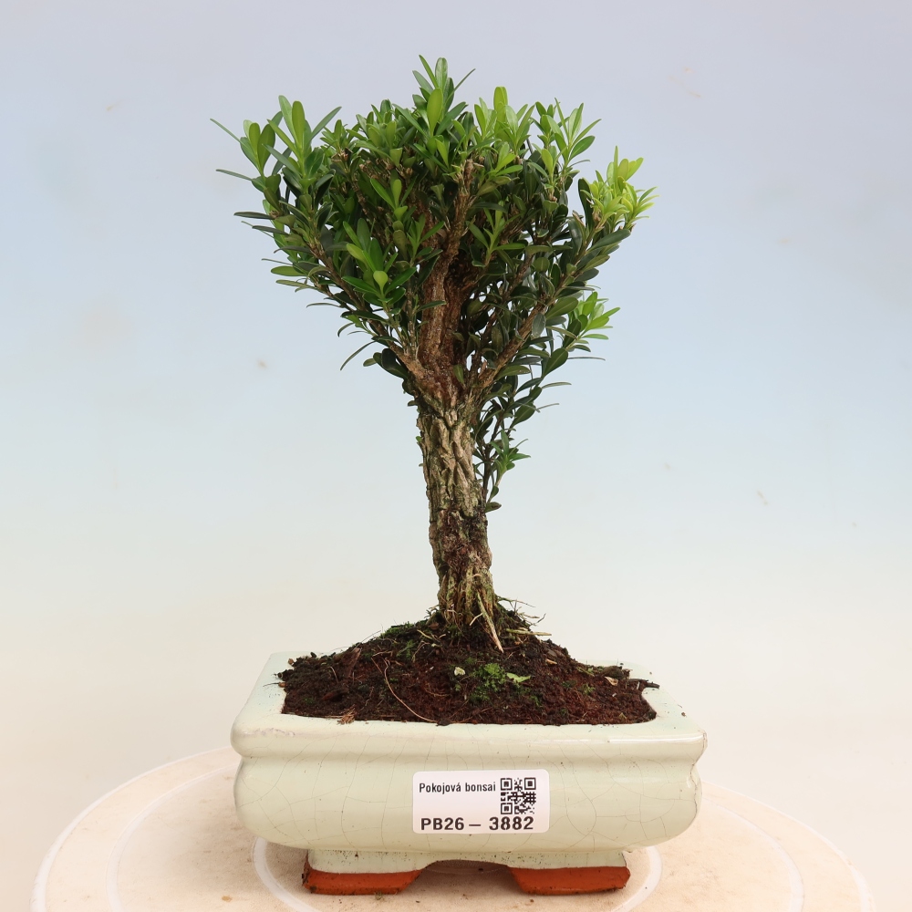 Izbové bonsaje - Buxus harlandii - korkový buxus