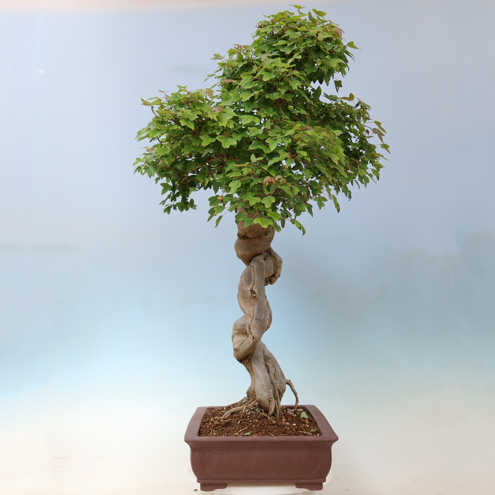Vonkajšia bonsaj - Acer Buergerianum - Hamburgerový javor