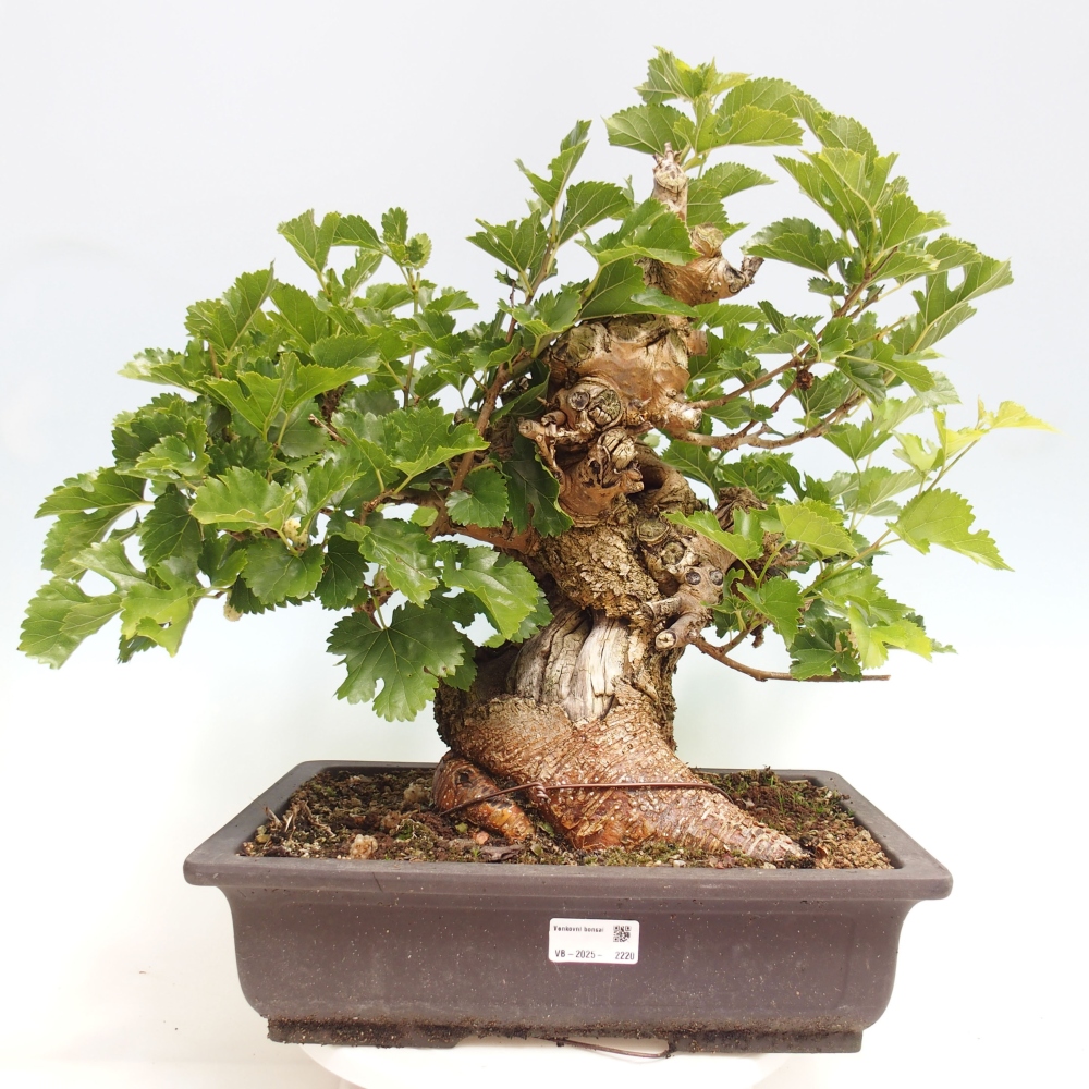 Vonkajšie bonsai -Morus albumy - moruše