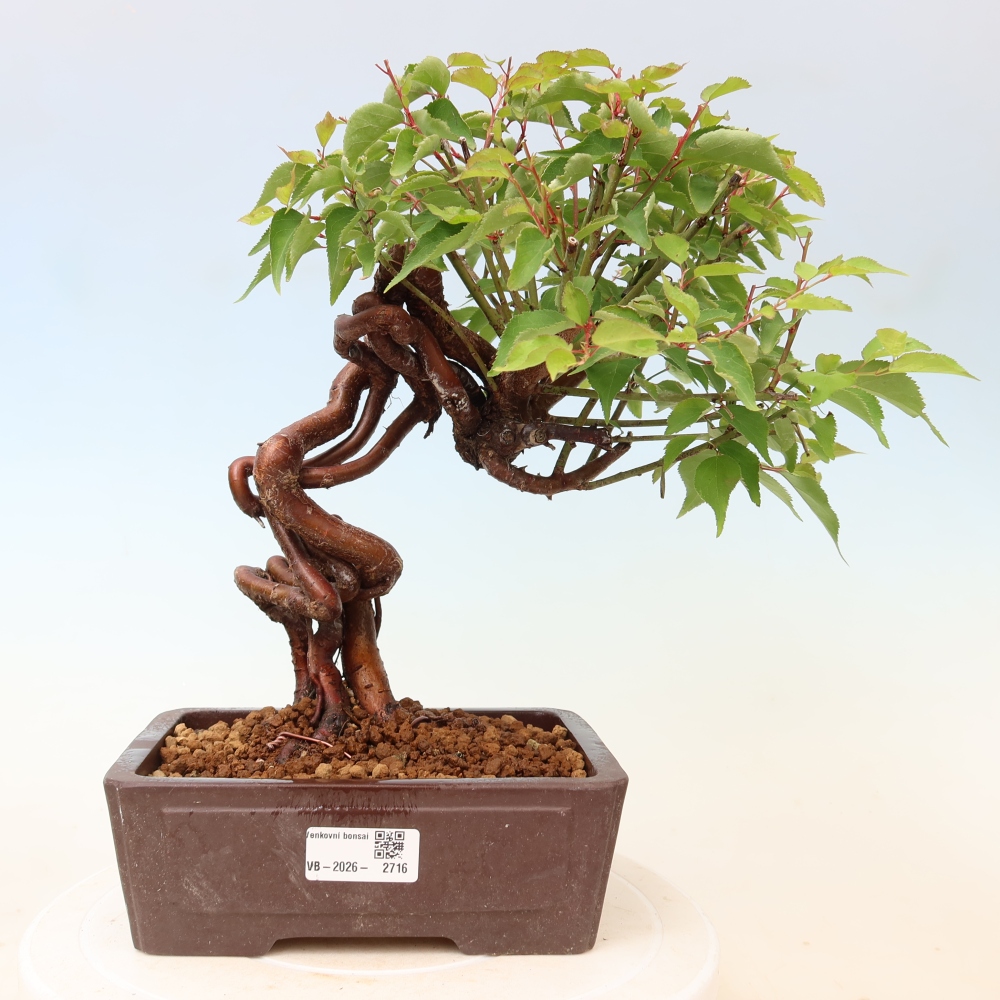 Vonkajšie bonsaje – Japonská marhuľa – Prunus Mume