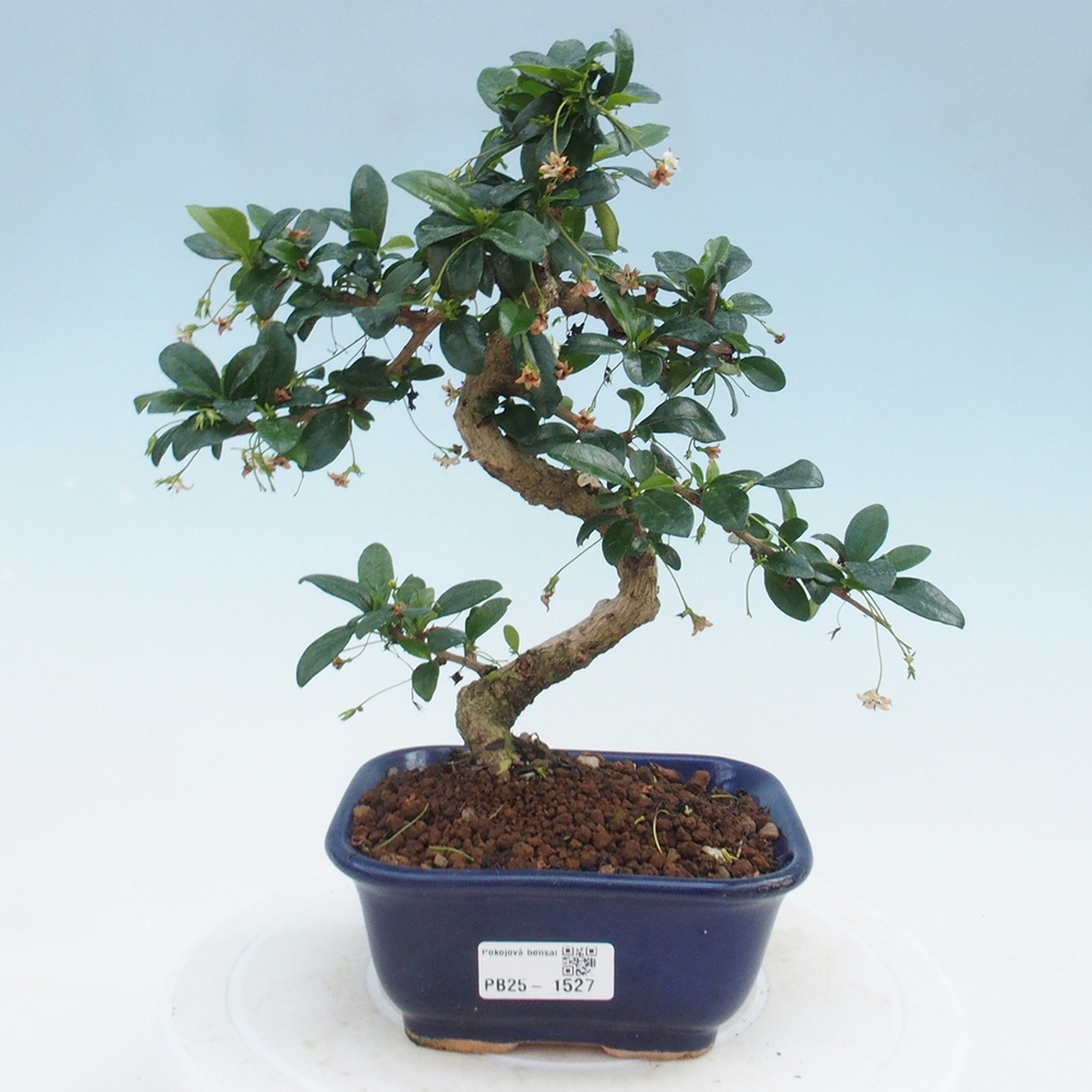 Izbová bonsai - Carmona macrophylla - Čaj fuki