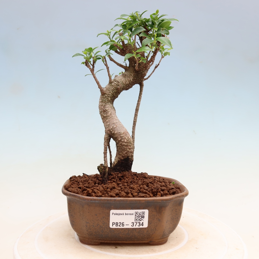 Izbové bonsaje - Ficus kimmen - drobnolistý fikus