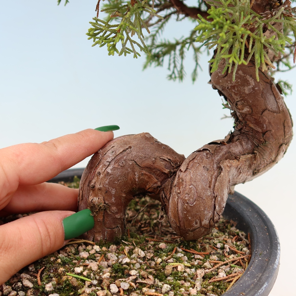 Vonkajší bonsai – Juniperus chinensis Itoigawa – čínsky jalovec