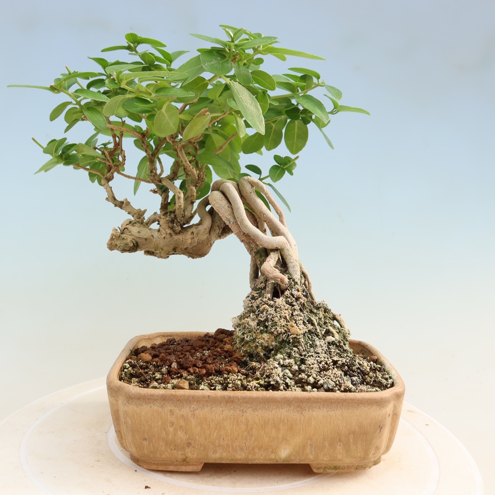 Izbový bonsaj - Premna serratifolia - Kozlovňa malolistá