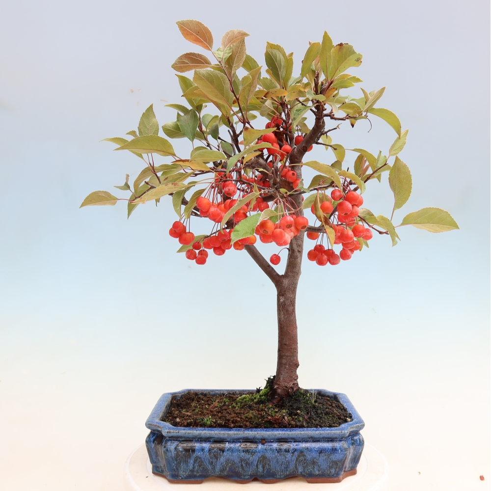 Vonkajšia bonsaj -Malus domestica - Maloplodá jabloň s červenými listami