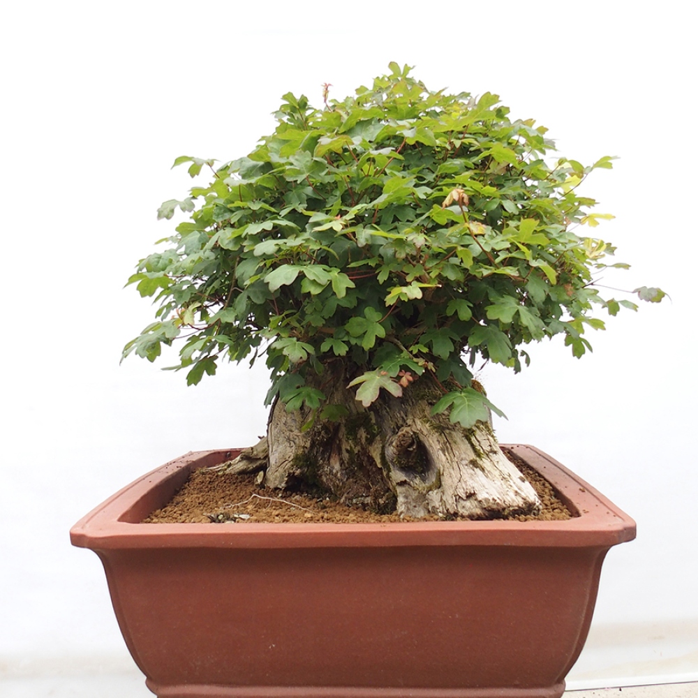 Vonkajší bonsai - Javor Francúzsky - Acer Nonspessulanum