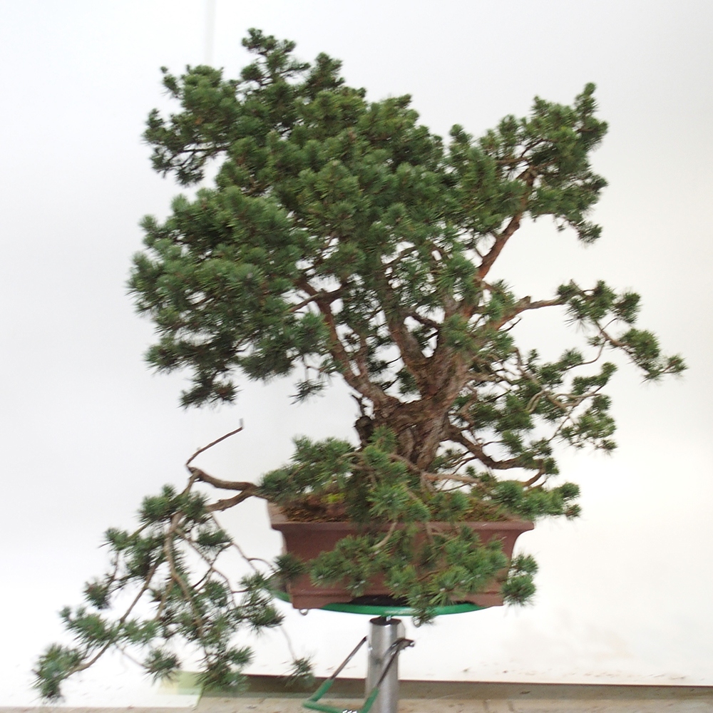 Yamadori - Pinus sylvestris Španielsko