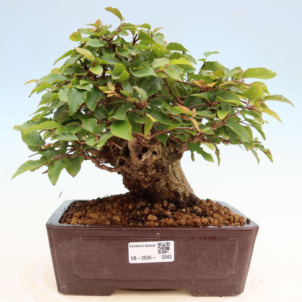 Vonkajší bonsaj -Carpinus coreana - Hrab kórejský
