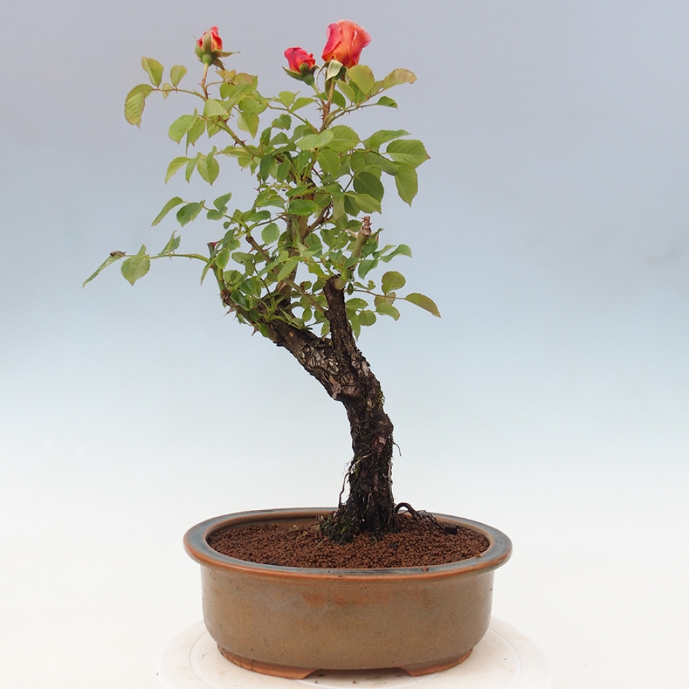 Vonkajší bonsai - Rosa Kordes - ruža