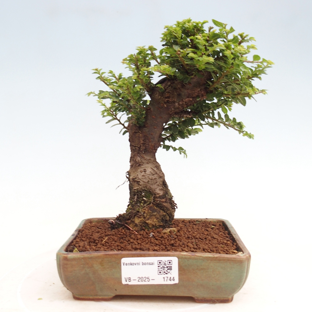 Vonkajší bonsai - Ulmus parvifolia Hokkaido - brest Činski