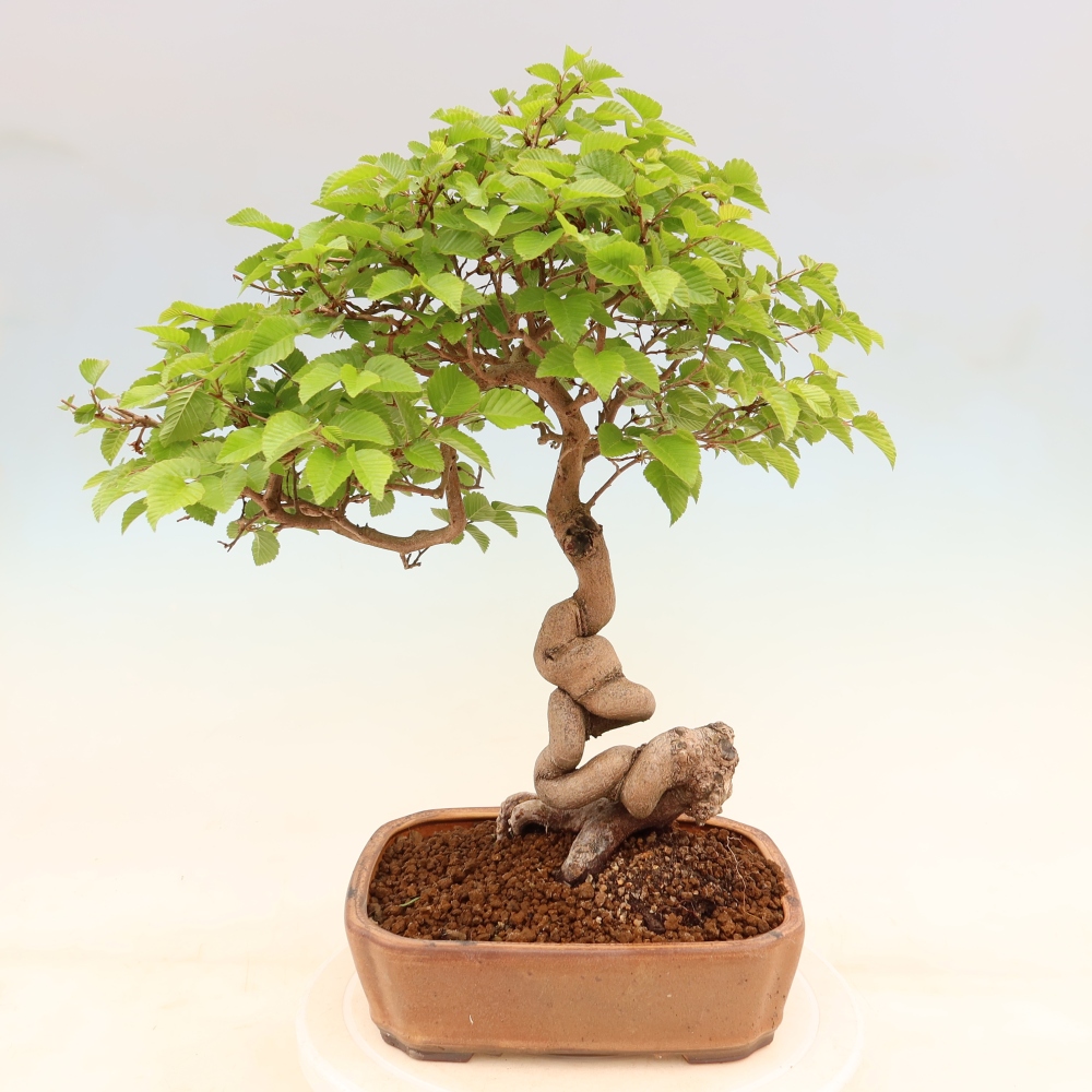 Vonkajší bonsaj -Carpinus coreana - Hrab kórejský