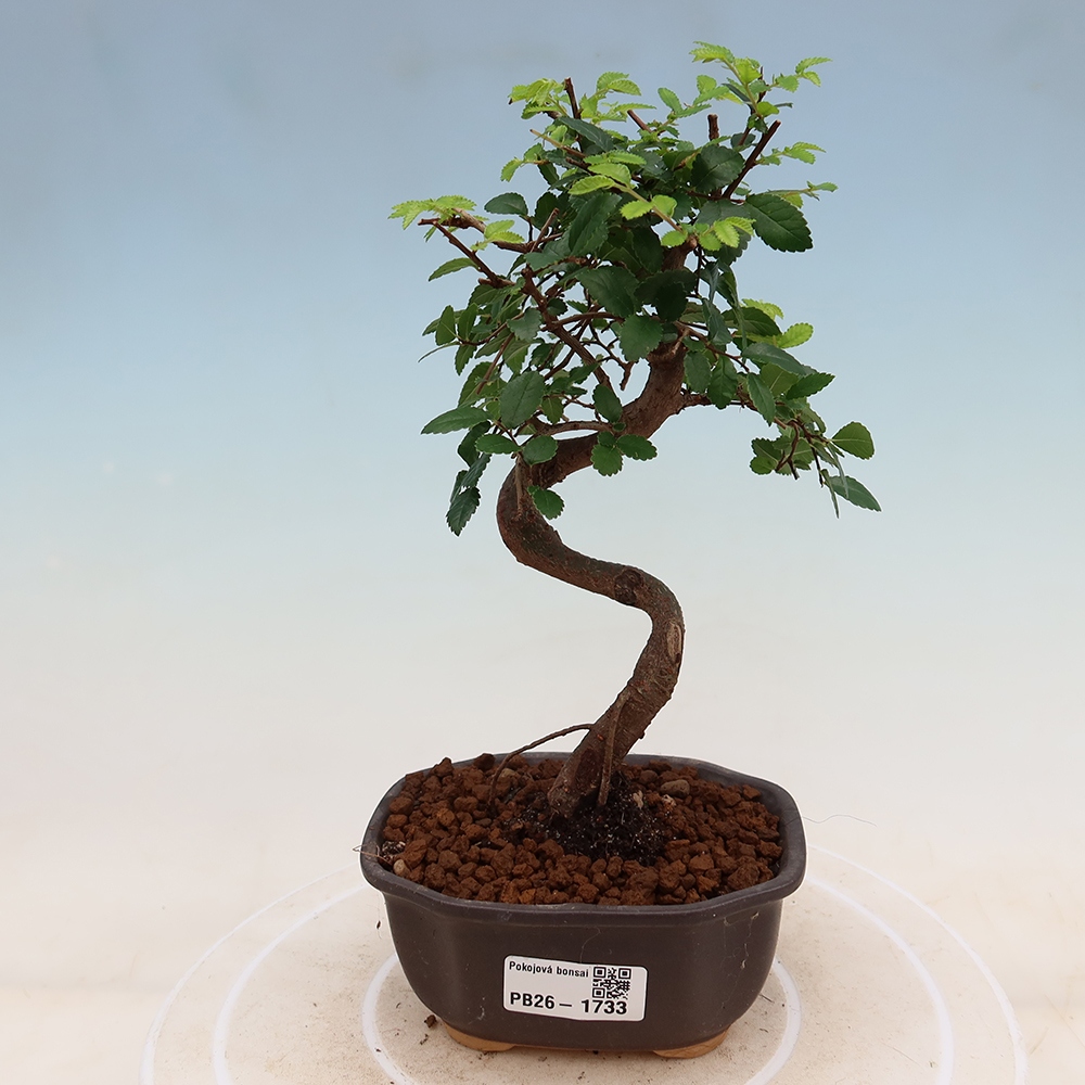 Izbový bonsaj - Ulmus parvifolia - brest malolistý