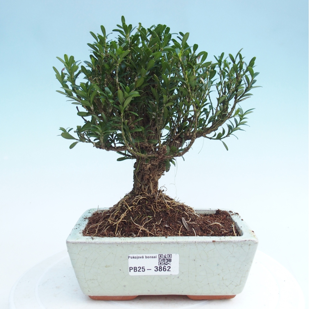 Izbové bonsaje - Buxus harlandii - korkový buxus