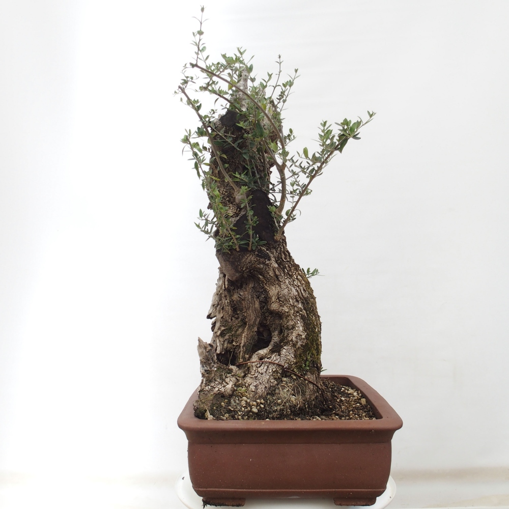 Izbová bonsai - Olea europaea sylvestris -Oliva evropská drobnolistá