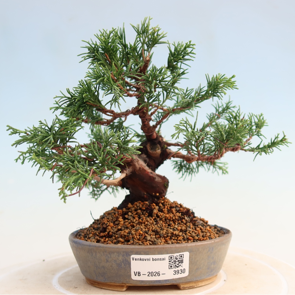 Vonkajší bonsai - Juniperus chinensis Itoigawa -Jalovec čínsky