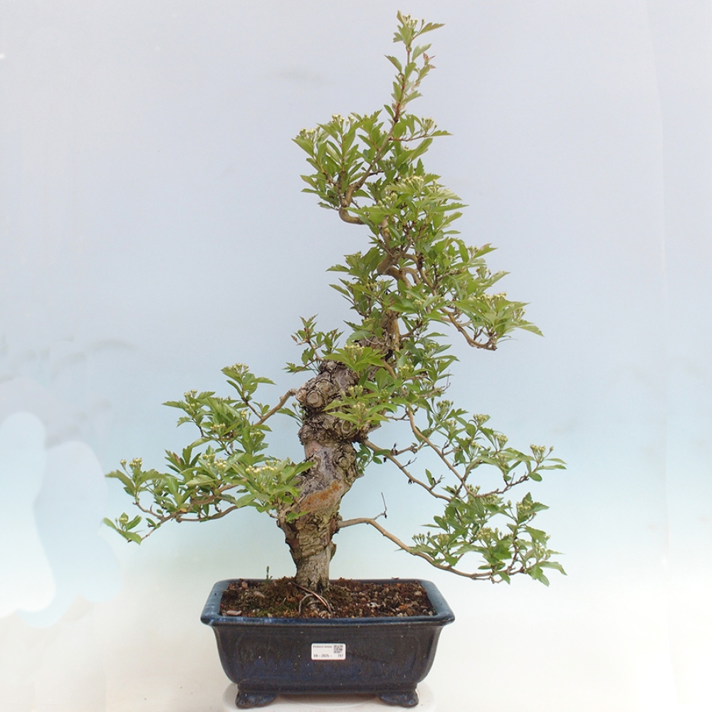 Vonkajší bonsai - Hloh klinovitý - Crataegus cuneata