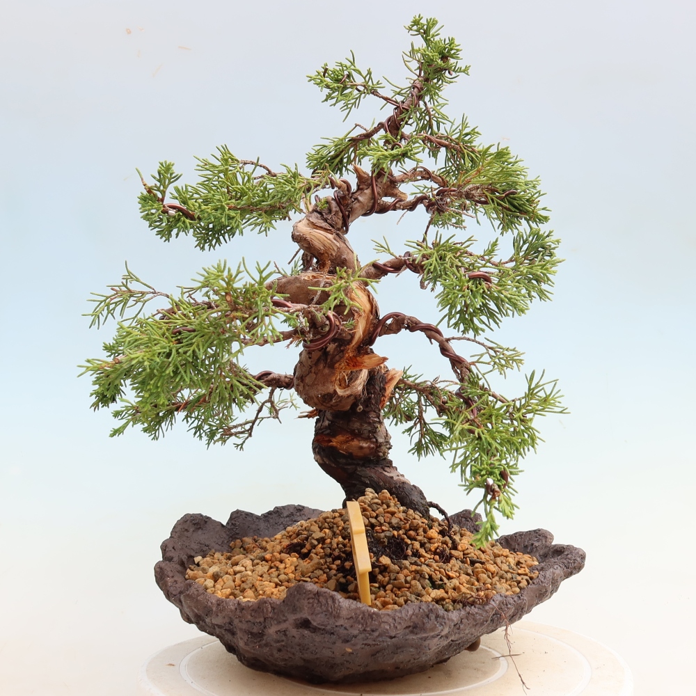 Vonkajší bonsai – Juniperus chinensis Itoigawa – čínsky jalovec