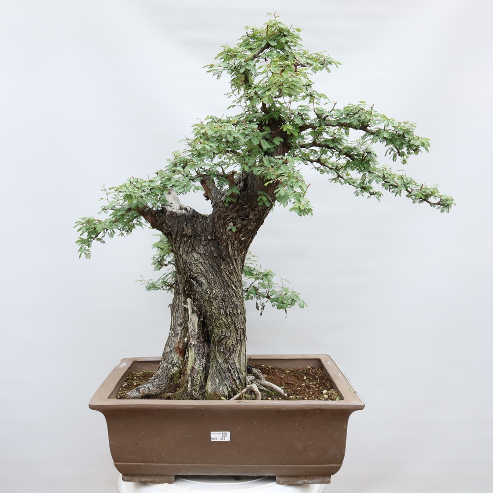 Izba bonsai – Akacia Arabica