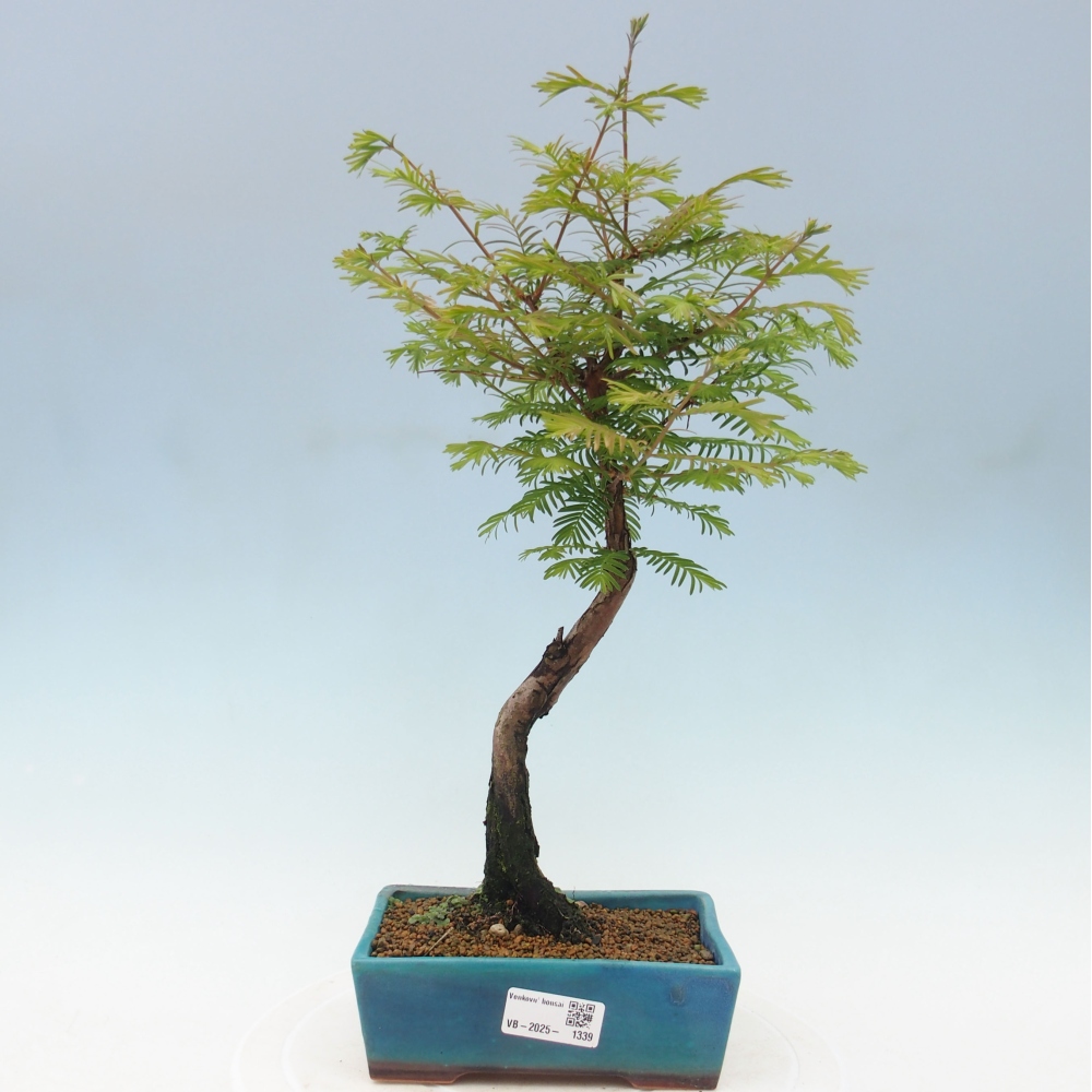 Vonkajšie bonsai - Metasequoia glyptostroboides - Metasekvoja Čínska