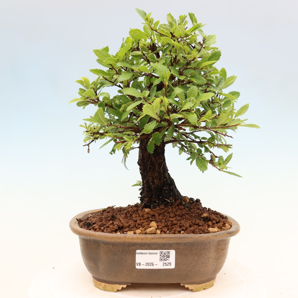Vonkajšie bonsaje - Zelkova - Zelkova NIRE
