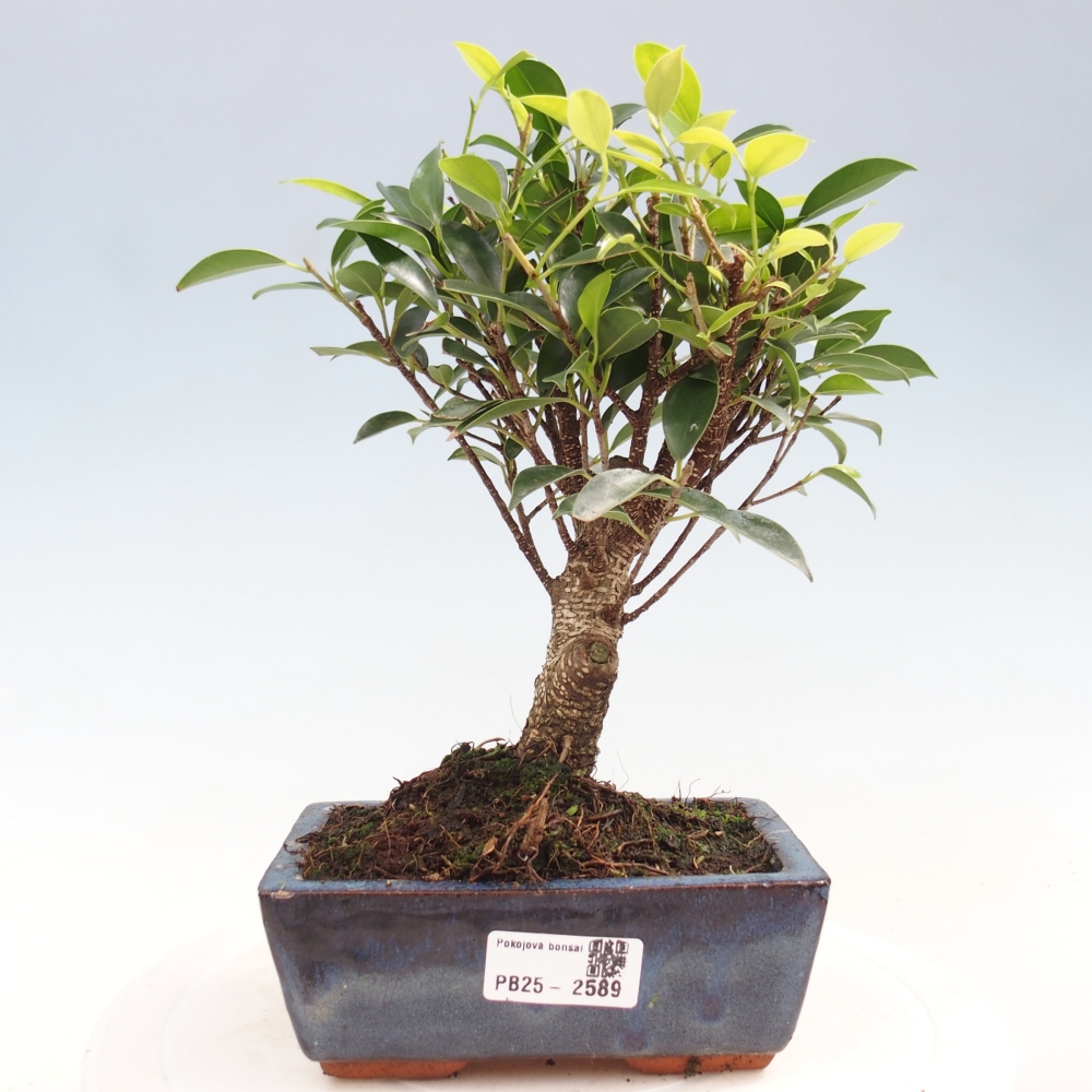 Izbová bonsai - Ficus retusa - malolistý fikus