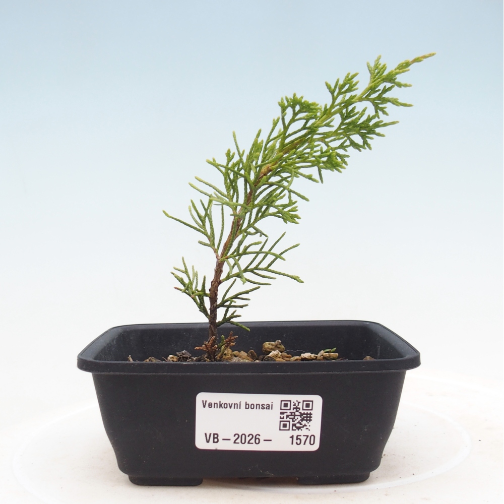 Vonkajší bonsaj - Juniperus chinensis Itoigawa