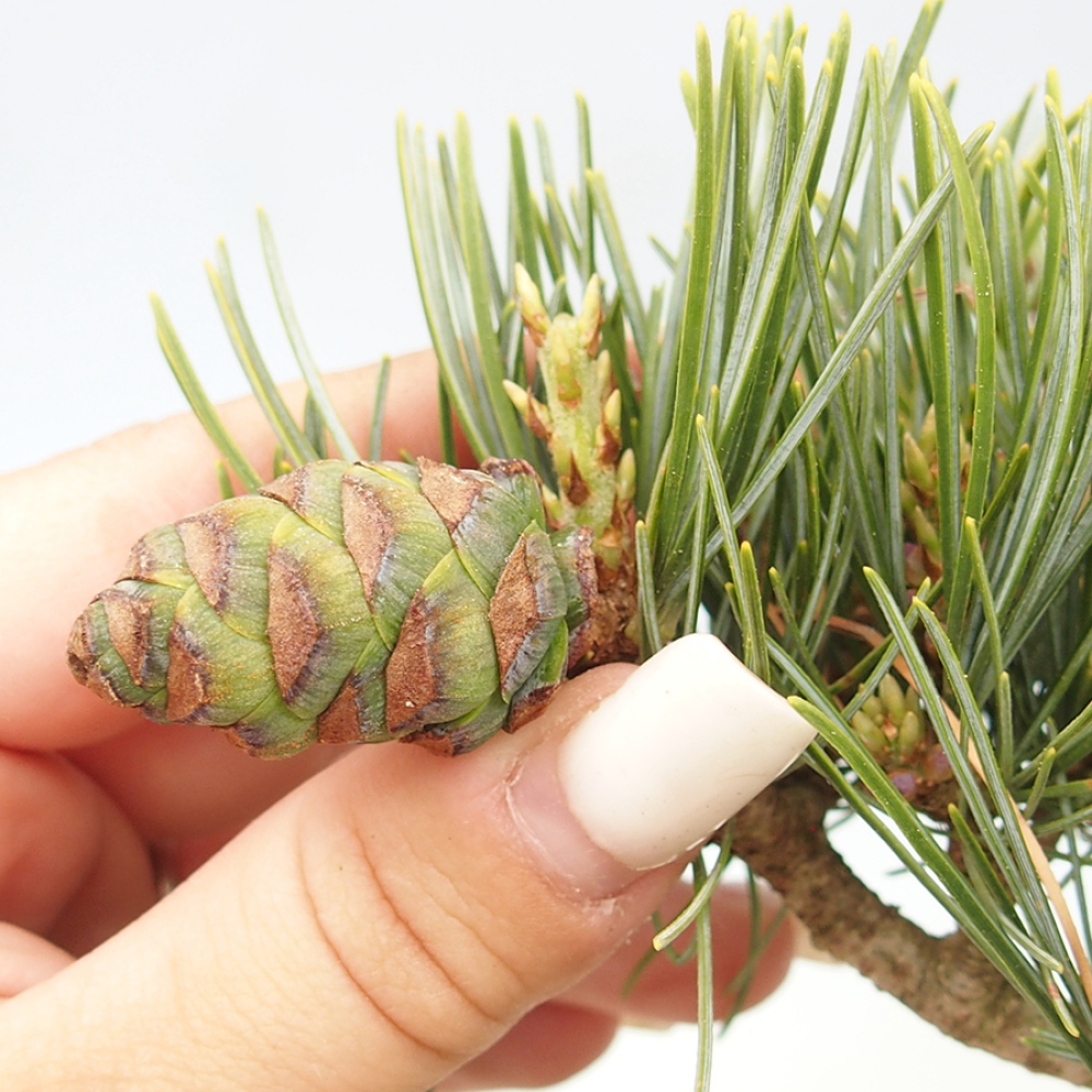 Vonkajšie bonsaje - Pinus parviflora - Pinus parviflora