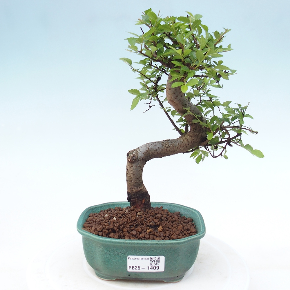 Izbová bonsai-malolistá brest 