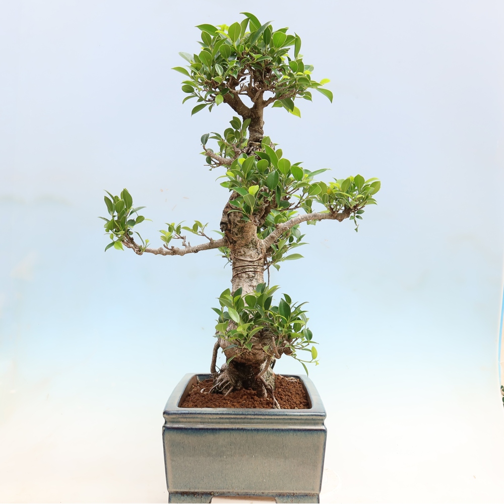 Izbové bonsaje - Ficus kimmen - drobnolistý fikus