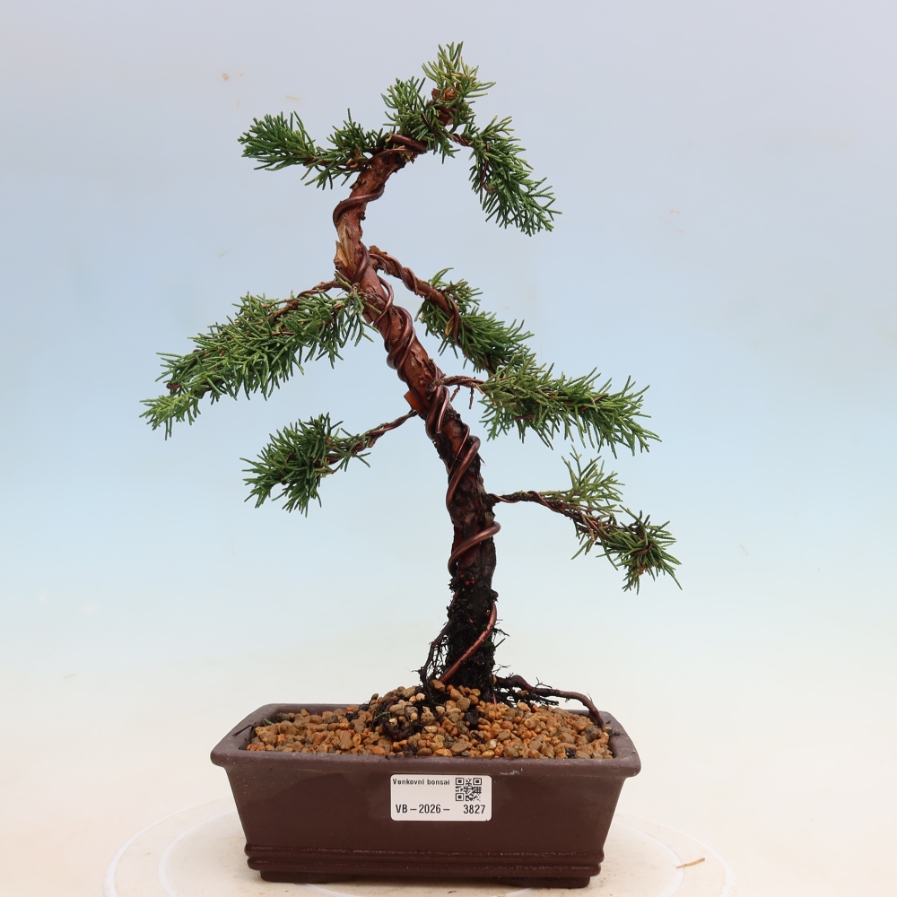 Vonkajší bonsaj - Juniperus chinensis Kishu