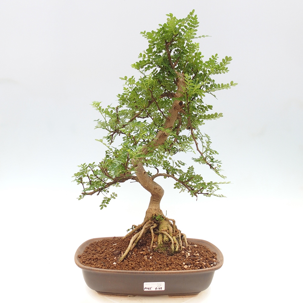 Izbová bonsai - Zantoxylum piperitum - korenistý
