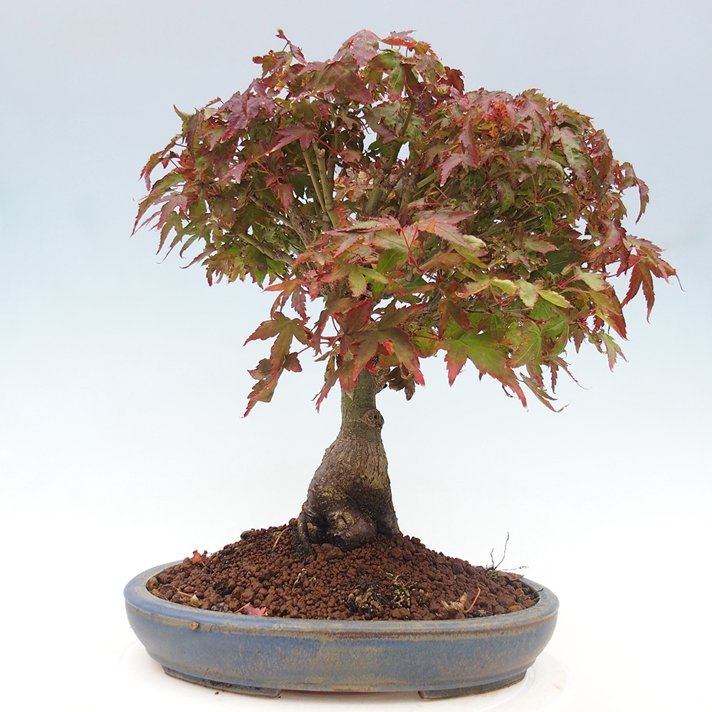 Acer palmatum KIOHIME - Javor palmetový