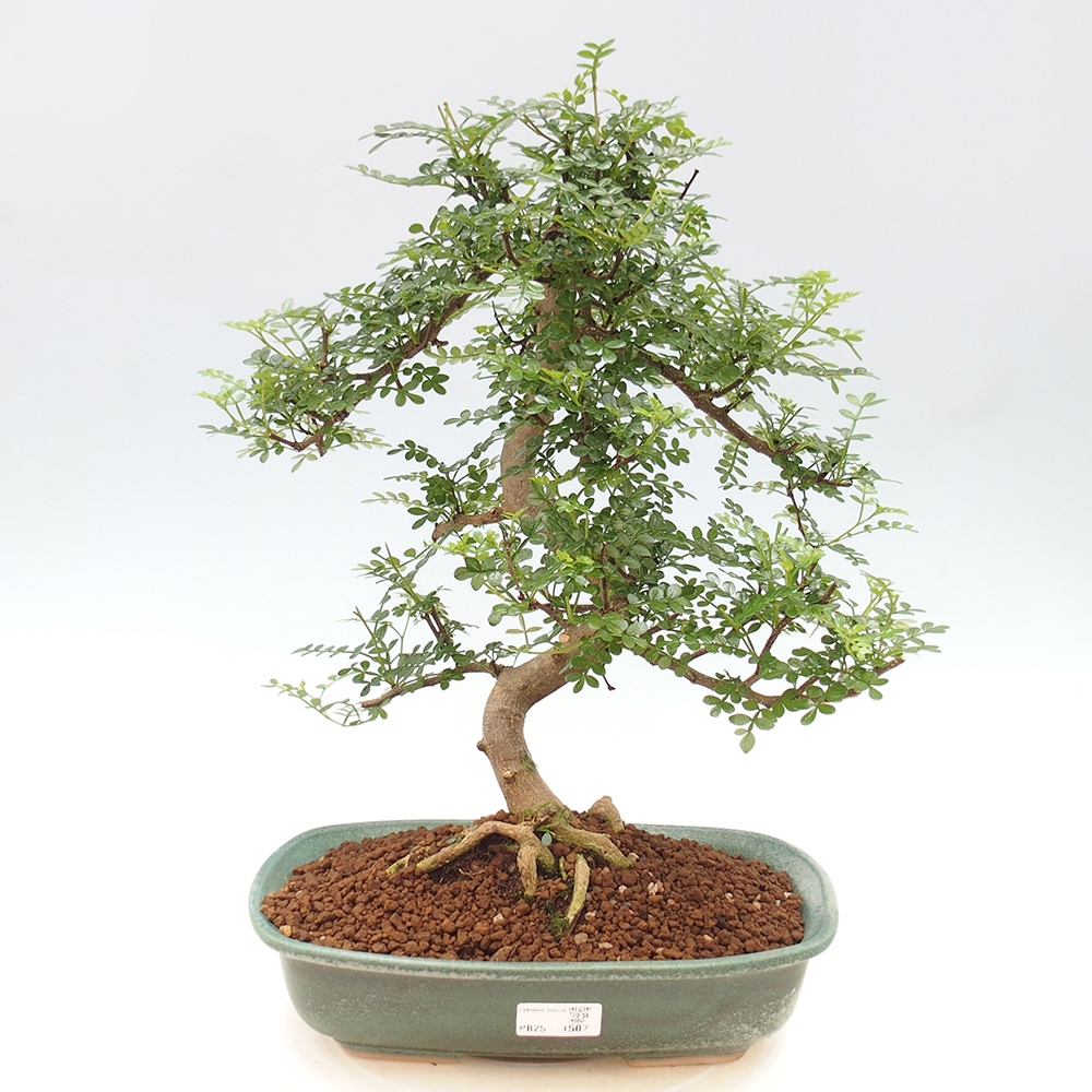 Izbová bonsai - Zantoxylum piperitum - korenistý