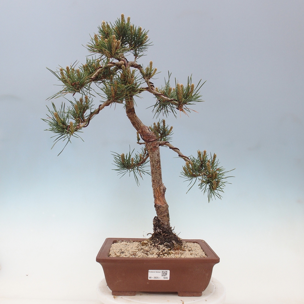 Vonkajšie bonsai - Pinus Sylvestris - Borovica lesná