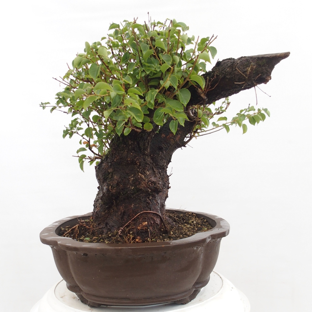 Vonkajšie bonsai - Mahalebka - Prunus mahalieb