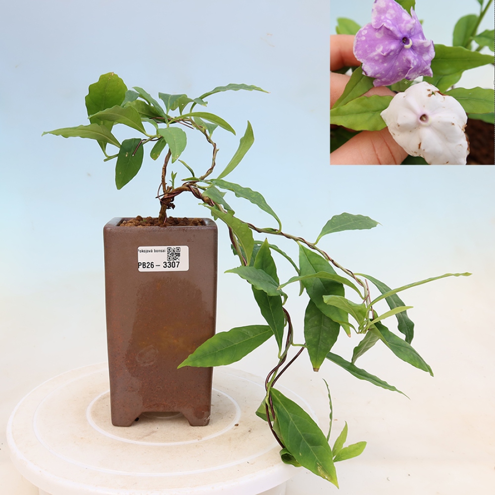 Izba bonsai – Tanaman melati costa – Brunfelsia