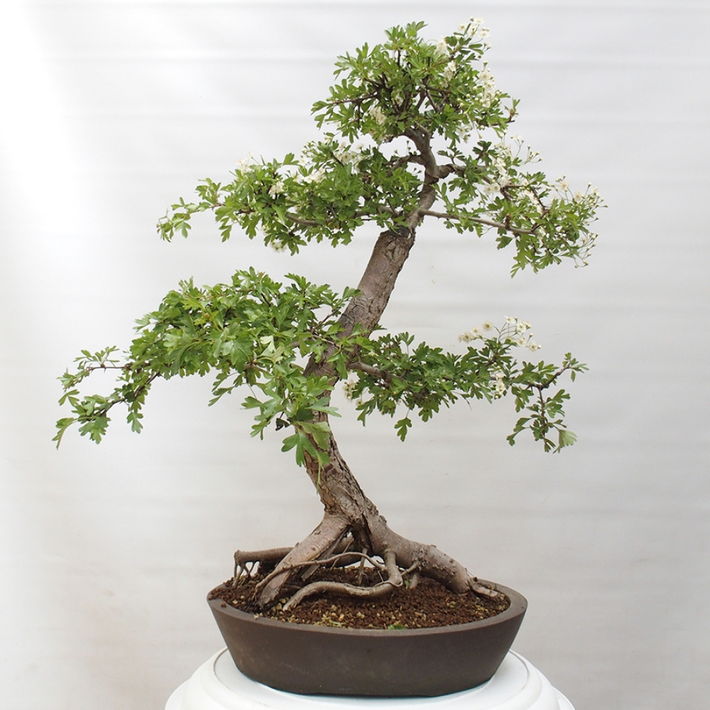 Vonkajší bonsai - Hloh - Crataegus monogyna