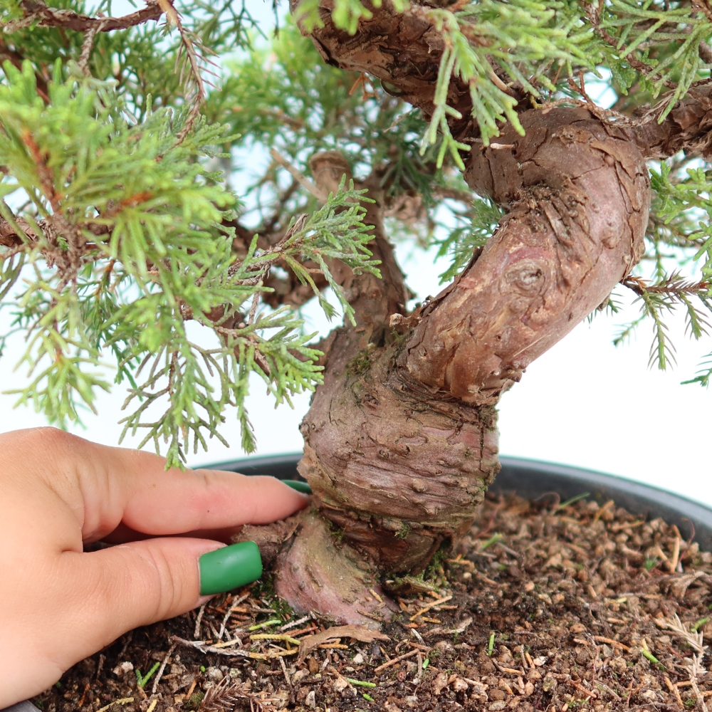 Vonkajší bonsai – Juniperus chinensis Itoigawa – čínsky jalovec