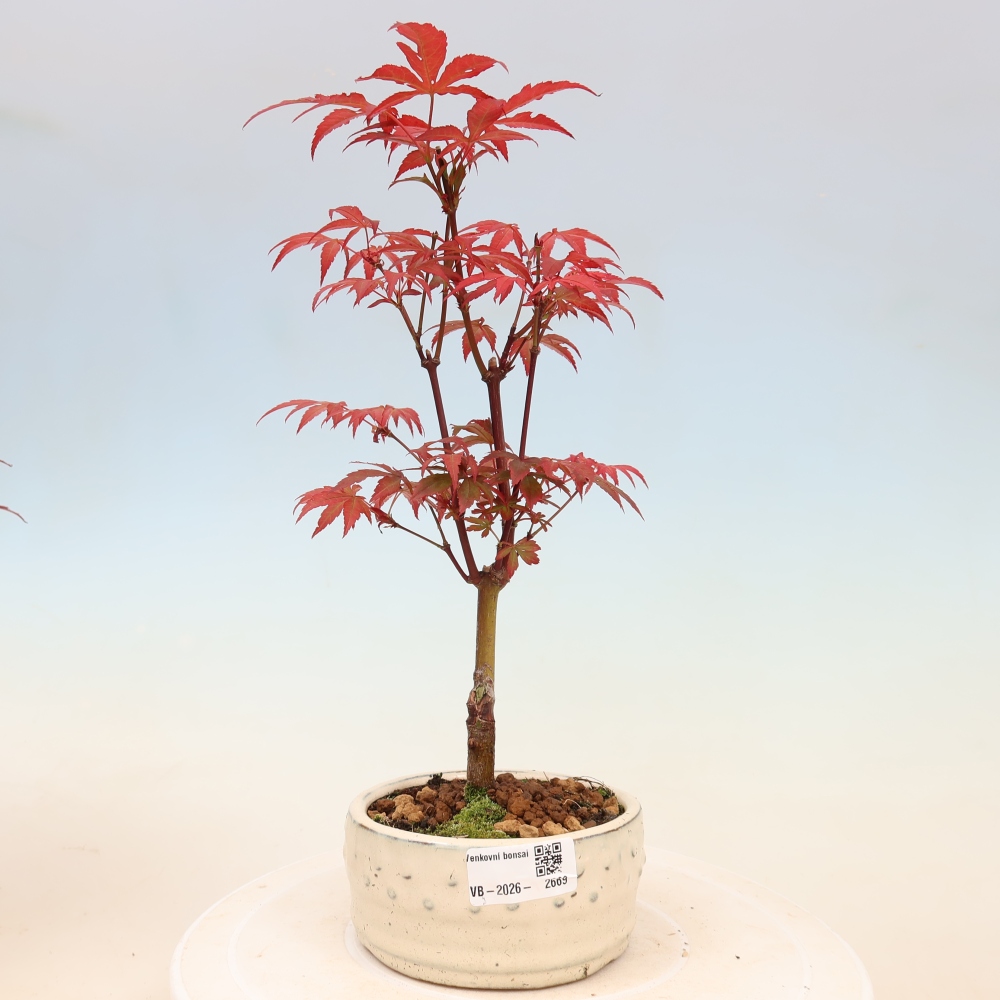Vonkajšia bonsaj - palma Acer. Atropurpureum-Javor palmový