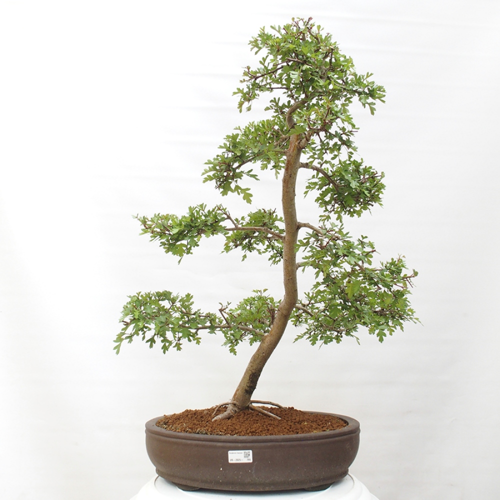 Vonkajší bonsai - Hloh - Crataegus monogyna