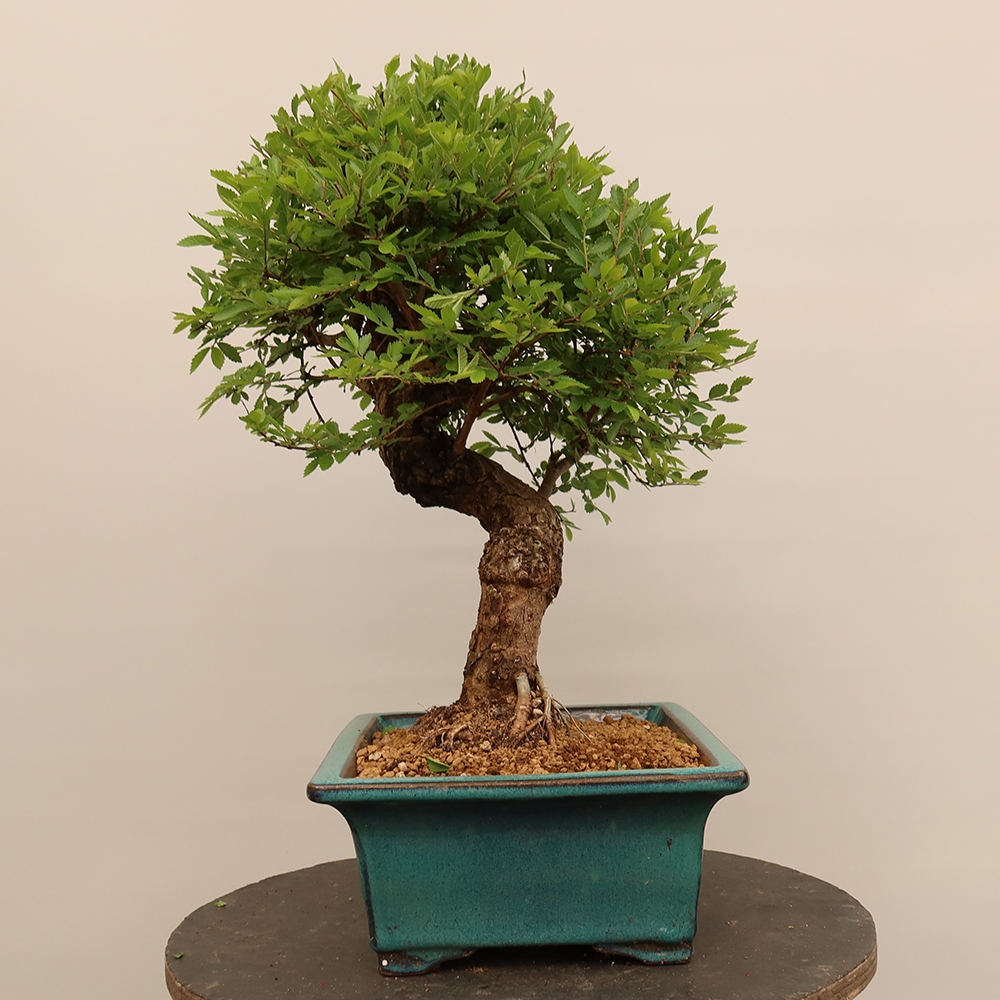 Vonkajšie bonsai - Zelkova - Zelkova NIRE