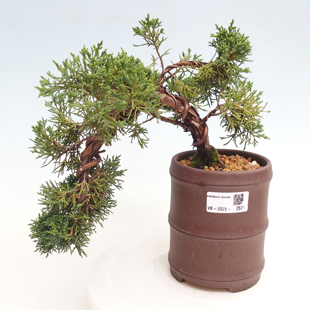 Vonkajší bonsai - Juniperus chinensis Kishu -Jalovec čínsky