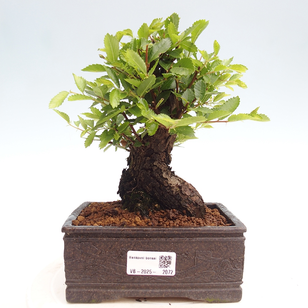 Vonkajšie bonsai - Zelkova - Zelkova Nirom